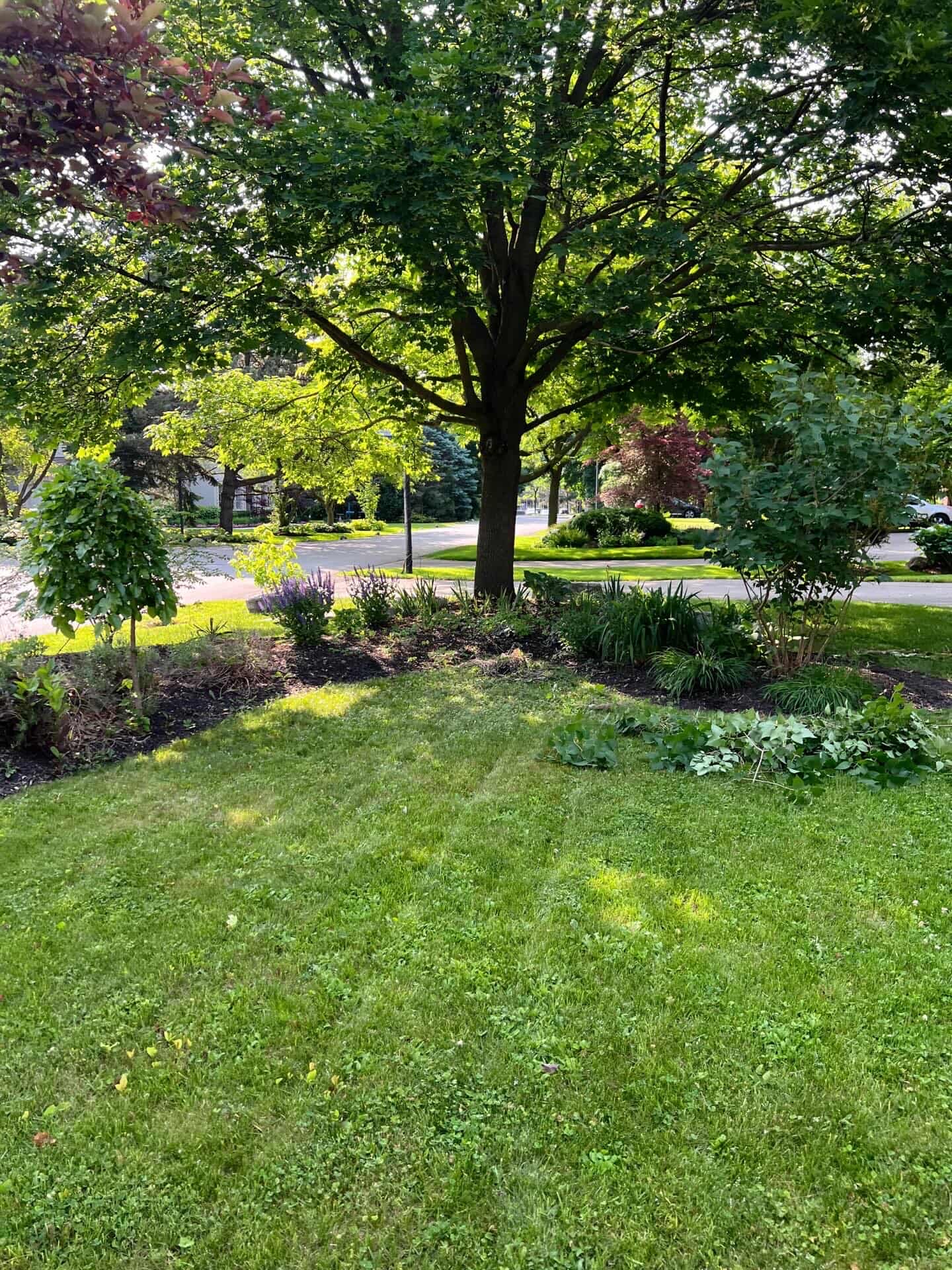 LHY striped lawn work